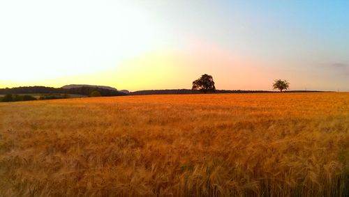 Scenic view of field at sunset
