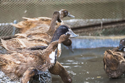 Ducks in a water