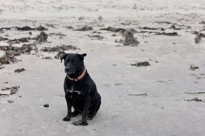 Black dog looking away on beach