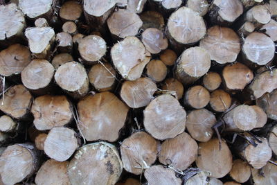 Full frame shot of logs in forest