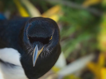 Close-up of a bird