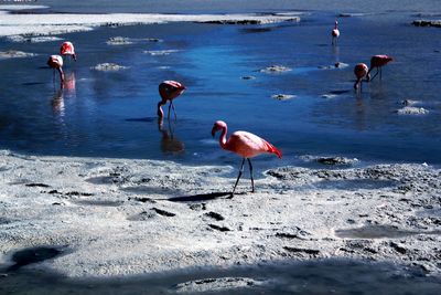 View of birds on beach