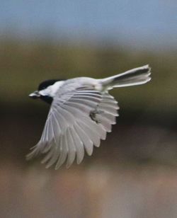 Close-up of a bird flying