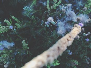 Close-up of flower plants