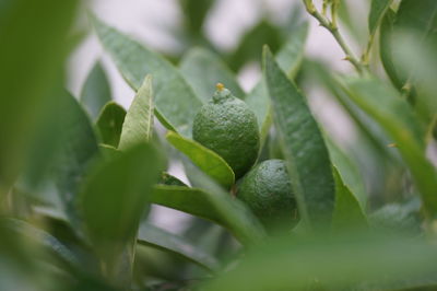 Close-up of green plant