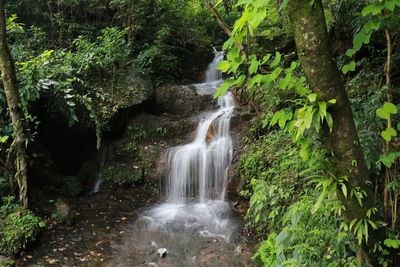 Scenic view of waterfall in forest