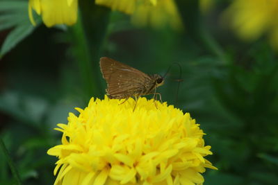 Close-up of butterfly pollinating on yellow flower