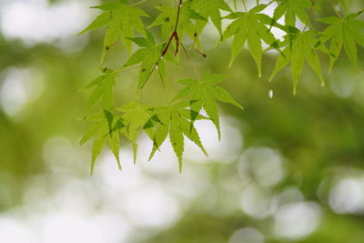 Close-up of plant