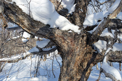 Close-up of bare tree in winter