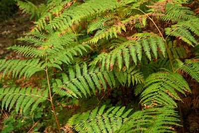 High angle view of fern amidst trees on field