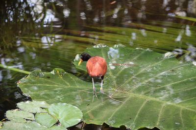 View of bird with leaves floating in lake