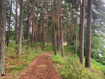 Footpath amidst trees in forest