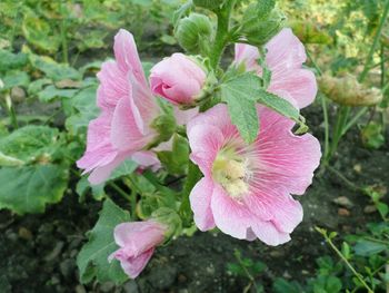 Close-up of pink flowers