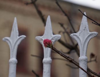 Close-up of flowers