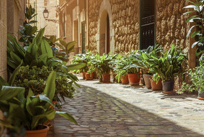 Potted plants