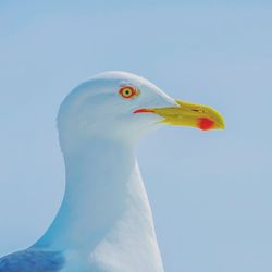 Close-up of seagull against blue sky