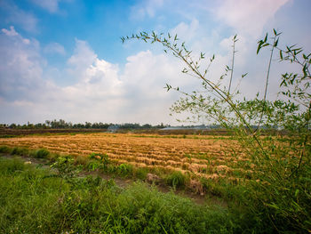 Scenic view of agricultural field against sky