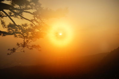 Sunlight streaming through silhouette tree during sunset