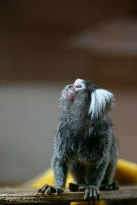 Close-up of monkey