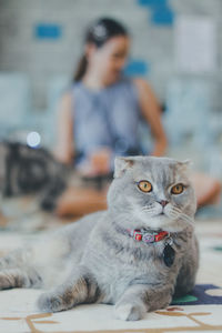 Cat sitting on table at home