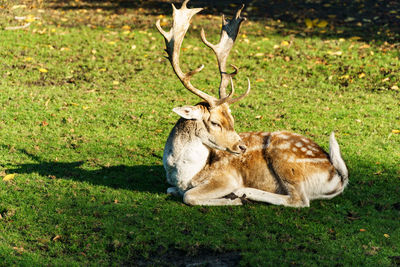 Fallow deer resting on field