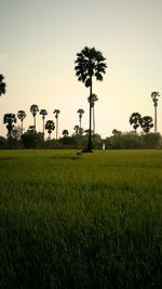 Palm trees on field against sky