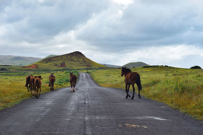 Horses on road along landscape