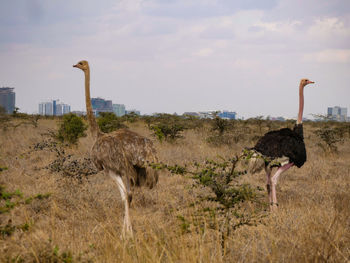 Ostriches in nairobi national park