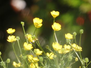 Close-up of yellow flowering plants on field