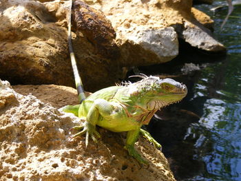 Close-up of iguana on rock