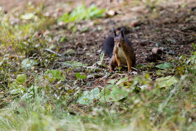 Squirrel on field