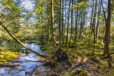 Trees growing in forest