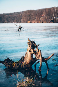 View of driftwood on beach