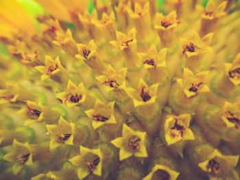 Full frame shot of yellow flowering plants