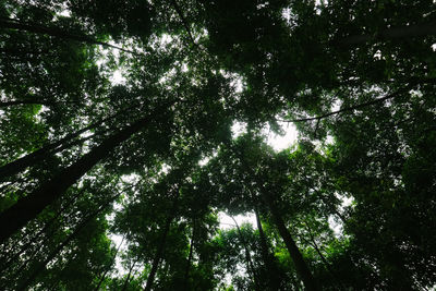 Low angle view of trees in forest