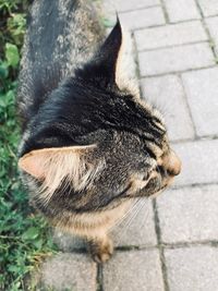 High angle view of cat on footpath