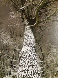 Bare trees against the sky