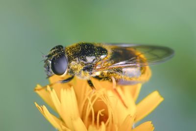 Close-up of insect on flower