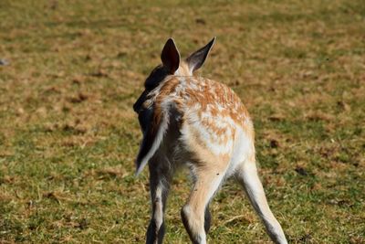 Deer standing on field