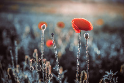 Close-up of red poppy flowers