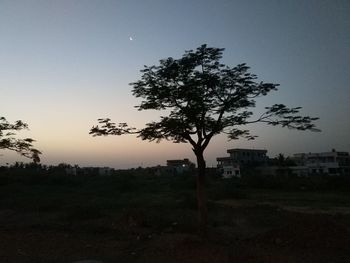 Tree against sky during sunset