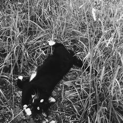 High angle view of cat on field