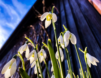 Close-up of snowdrops, taken from underneath on a sunny day