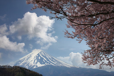 Mount fuji and sakura tree in blooming,scenery of mount fuji in the daytime sky.