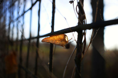 Close-up of dry leaf on tree against sky