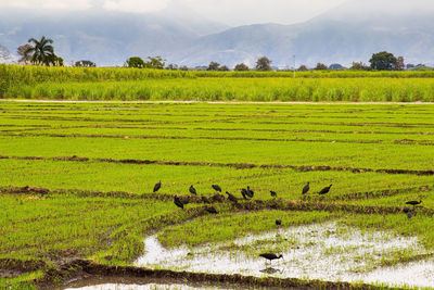 Flock of phimosus infuscatus feeding in a rice field in the valle del cauca region of colombia