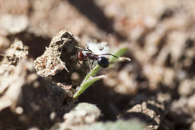 Close-up of insect on plant