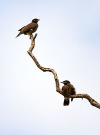 Low angle view of eagle perching on tree against sky