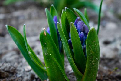 Close-up of wet plant