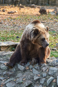 Brown bear ursus arctos resting and waiting for food at zoo